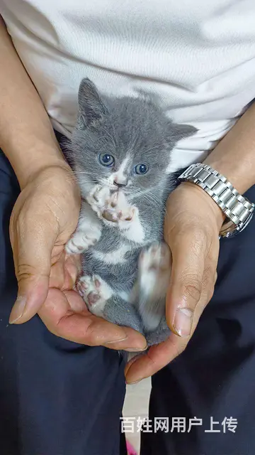 出售自家蓝白蓝猫幼崽 - 图片 3