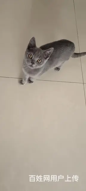 4个月蓝猫出售 - 图片 3