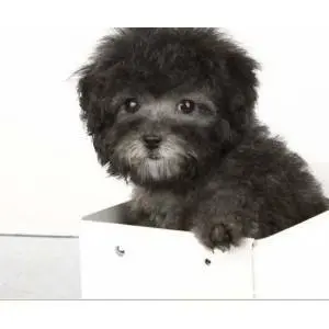承德泰迪怎么卖 泰迪价格 茶杯犬泰迪 - 图片 9