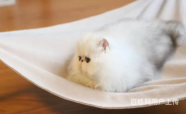 哪里有金吉拉猫卖的 无病无廯 双血统金吉拉多少钱 - 图片 3