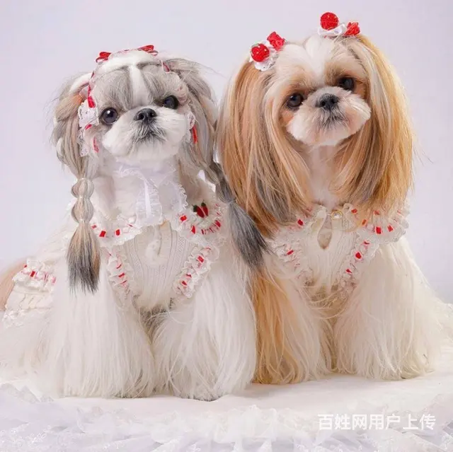 纯种西施犬多少钱一只 西施幼犬价格多少钱 西施智商 - 图片 3