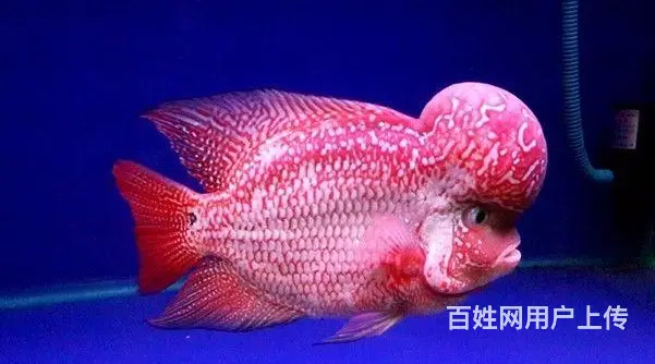 仙桃出售泰国进口精品罗汉鱼一手货源，送货上门 - 图片 7