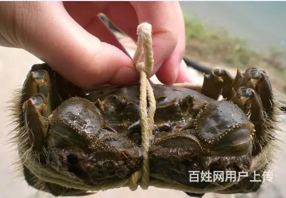 爸妈是蟹农，自产自销正宗   大闸蟹 - 图片 2