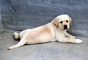 纯种拉布拉多导盲幼犬,疫苗驱虫都做过