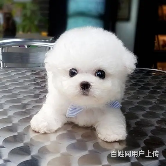 纯种比熊犬业 赛系比熊幼犬 保健康签协议 - 图片 8