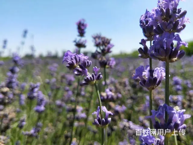 新疆旅游包车租车独立小团 - 图片 9