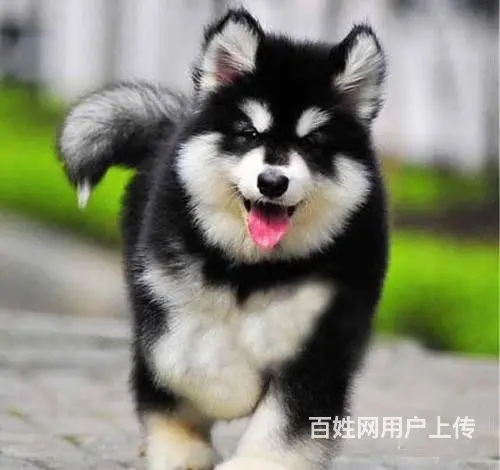 广州纯种阿拉斯加犬价格 狗舍直销 包纯种健康签协议 - 图片 2