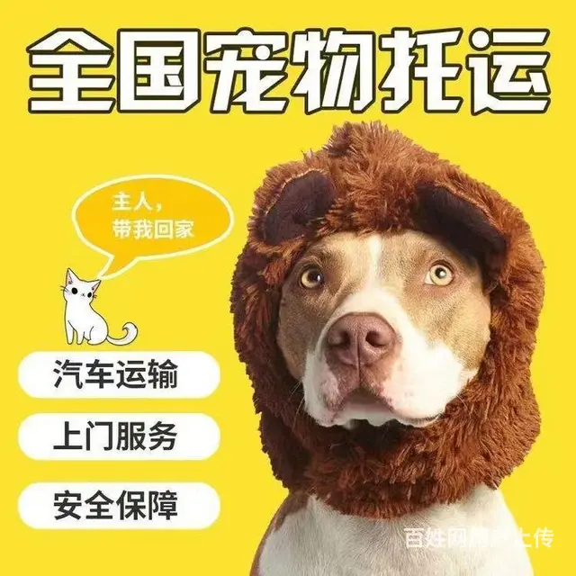 舟山嵊泗宠物托运 （猫狗活体运输）宠物快递至全国 - 图片 3