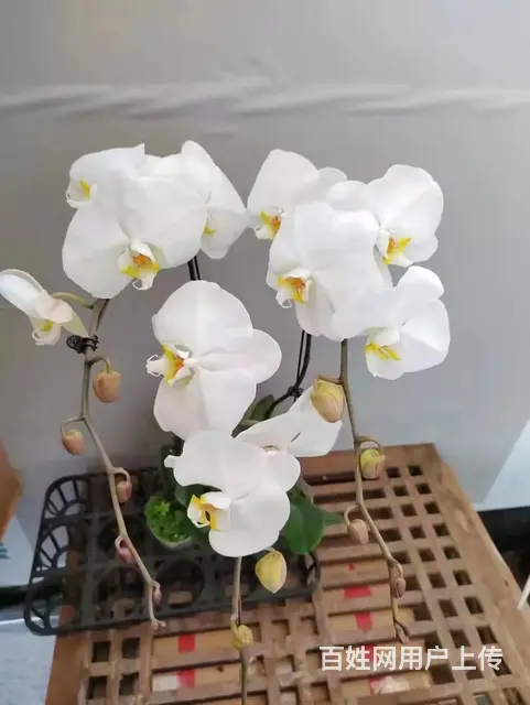 云南昆明美旗花卉基地批发鲜花满天星玫瑰向日葵各种草 - 图片 3