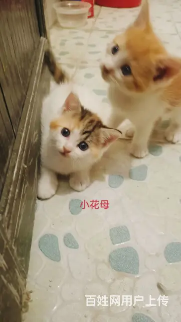 混血布偶小奶猫找新家 - 图片 8