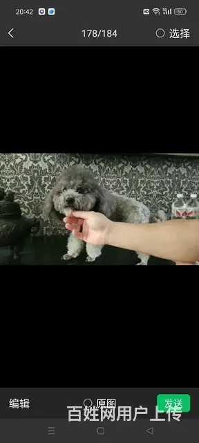 关于狗的所有事情，不懂的我可以帮你解决 - 图片 2