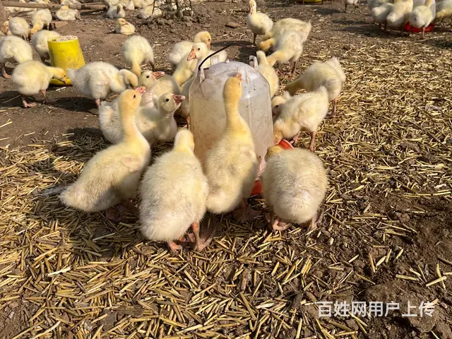 出售 鸡 鸭 鹅苗 - 图片 5