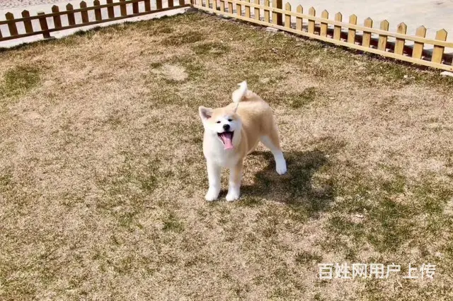 纯种秋田犬 包健康 纯种 售后有保障 - 图片 3