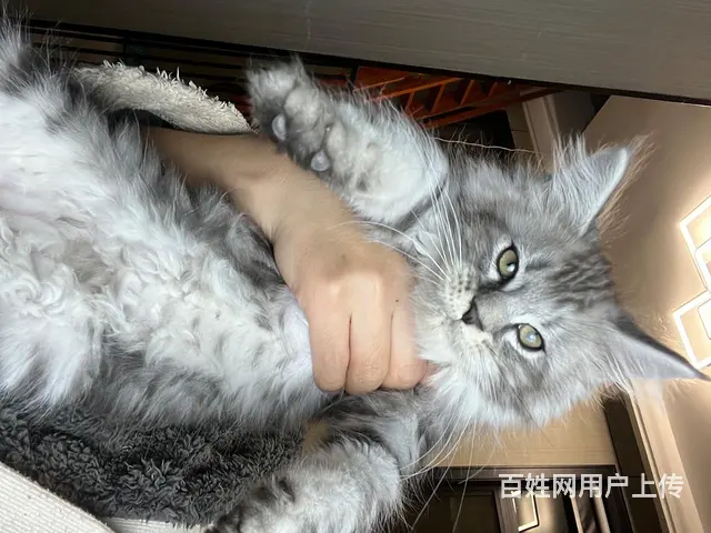 缅因猫1500带走标价就是售价（不议价）！自己家里 - 图片 2