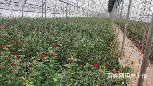 5751（商客网） 楚雄禄丰市彩云镇大棚转让 - 图片 5