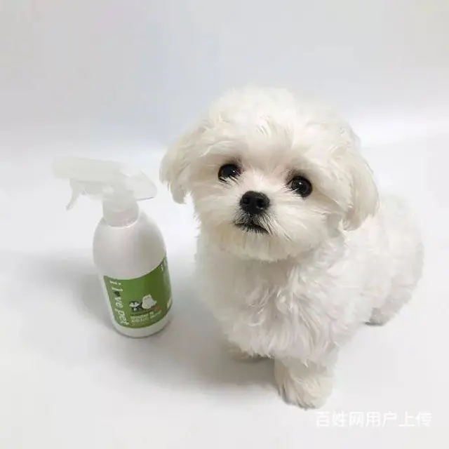 广州马尔济斯犬一只多少钱 实体犬舍 自家繁殖保健康 - 图片 2