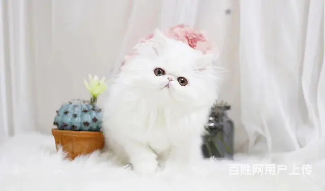 哪里有纯白棉花糖系列波斯猫卖的 波斯猫多少钱 - 图片 5