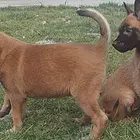 池州有什么靠谱的马犬犬舍推荐吗