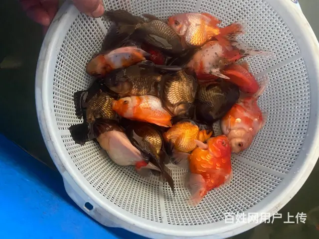 出售元宝鎏金，元宝泰狮，花泰狮 - 图片 3