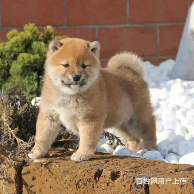 哪里出售柴犬 纯种柴犬多少钱一只 - 图片 3