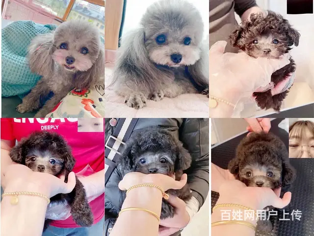沈阳本地出售精品灰泰迪 - 图片