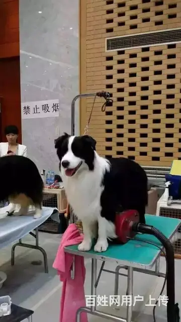 辽阳卖边牧的养殖场，养殖场边牧一般卖多少钱 - 图片 3