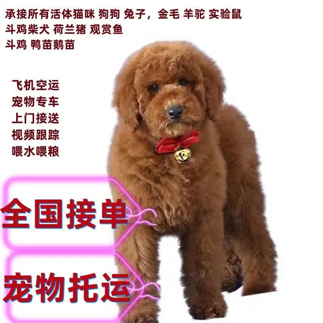 丹东宠物托运 （小猫小狗邮寄）国内国际活体运输 上门接送 - 图片 1