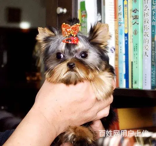 绍兴精品小体型约克夏宝宝找新家 金头银背约克夏 - 图片 3