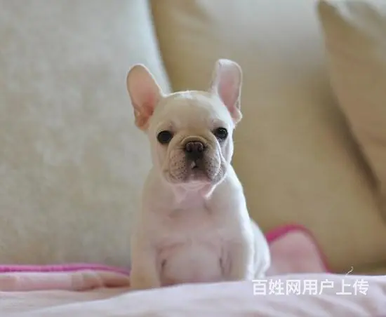 抚顺哪里有基地直销高品质法国斗牛犬出售，公母均有多 - 图片 1