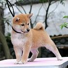 张家口血统柴犬哪里有卖，血统柴犬一般多少钱