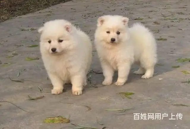 北京哪里有卖银狐犬 日本银狐好养吗 - 图片 10