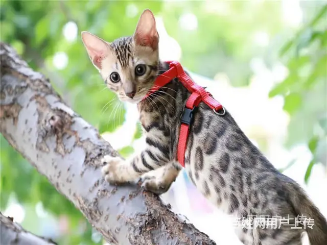 安徽六安纯血孟加拉豹猫送货上门 - 图片 4