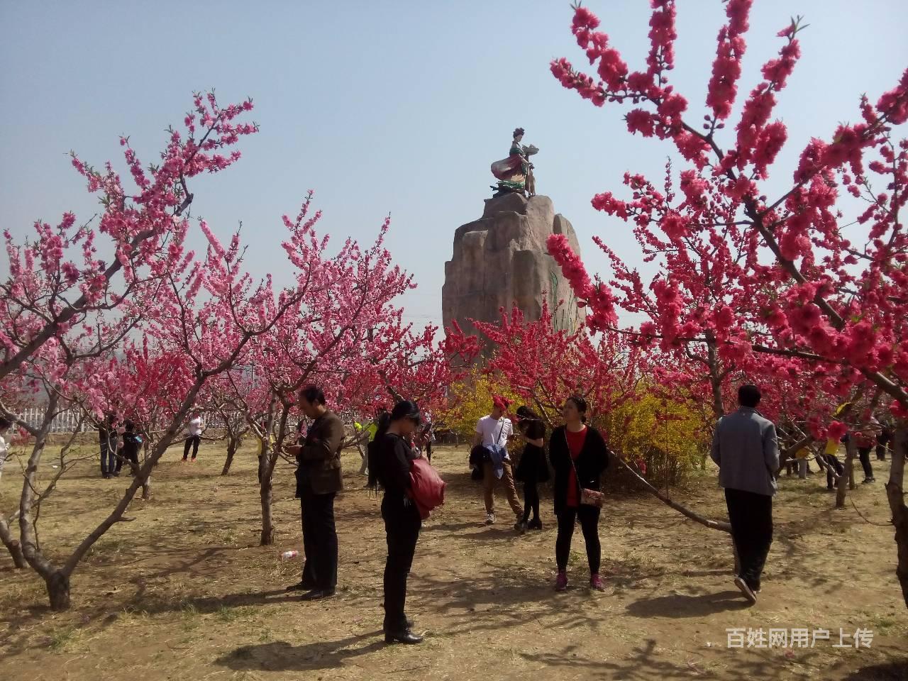 2018年平谷桃花节 金海湖景区 采摘草莓一日游