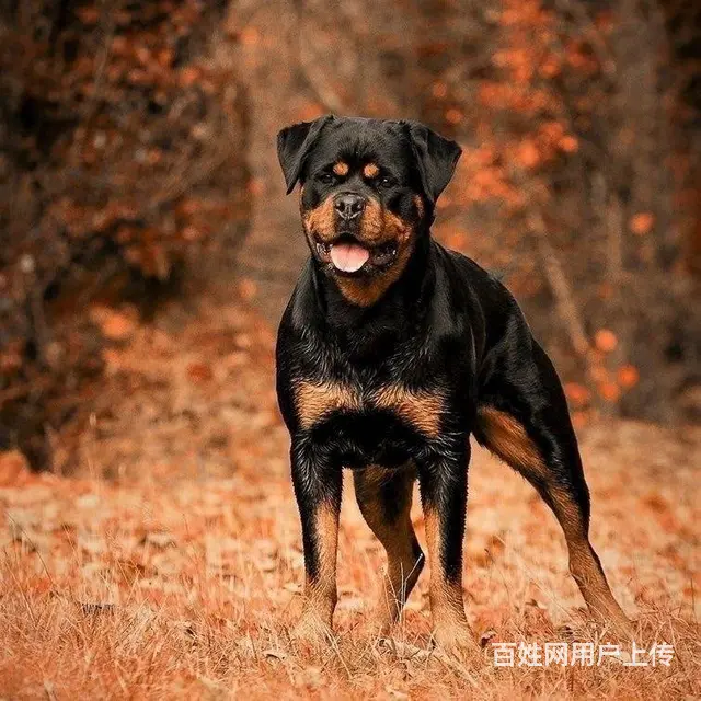 德系罗威纳多少钱一只罗威纳价格出售 全国直销 - 图片 8