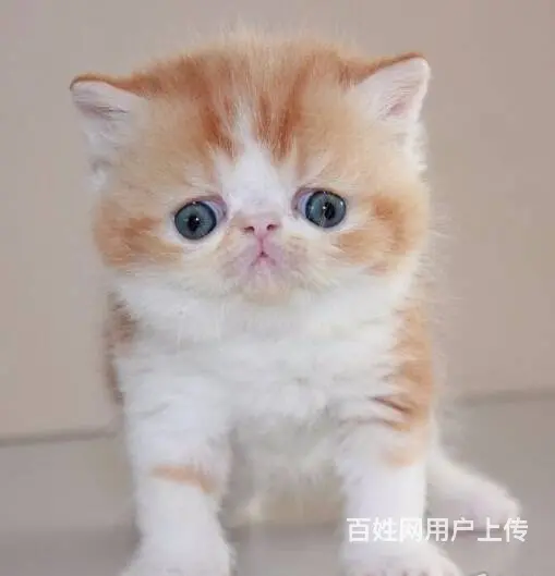 出售大包子脸加菲猫 专业繁殖纯种健康的猫咪 - 图片 1