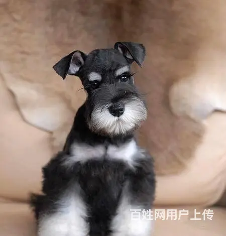 广州哪里买狗有保障 迷你雪纳瑞幼犬 多窝挑选保健康 - 图片 5