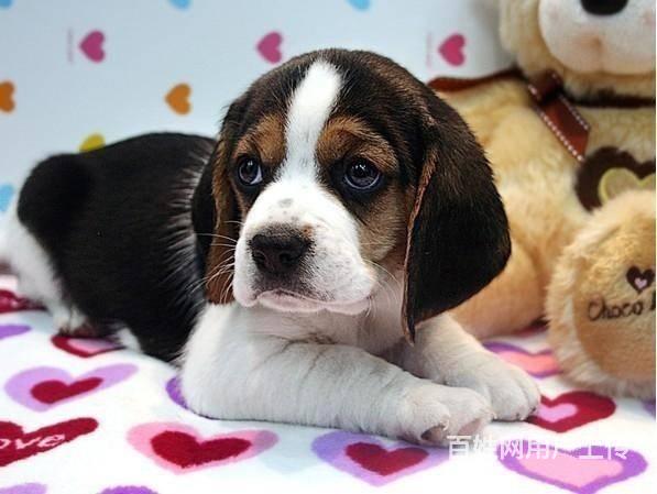 米格鲁小猎犬比格幼犬特价出售 北京比格犬价格的图片