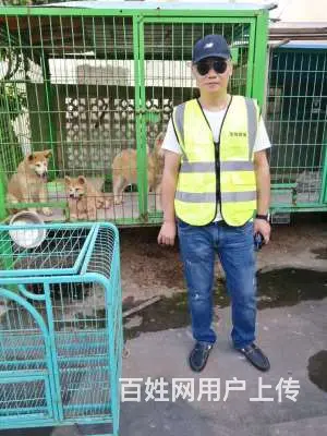 常州猫猫跳楼了怎么办，全职业找猫找狗团队 - 图片 1