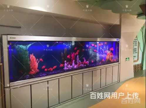 专业清理公司，家庭，大型鱼缸。各类观赏鱼 - 图片 1