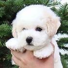 菏泽比熊犬舍基地常年出售纯种比熊双血比熊幼犬