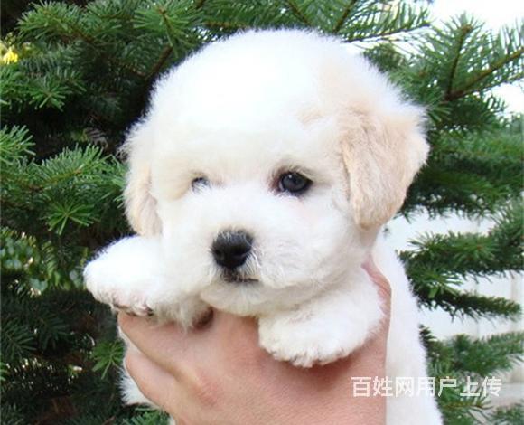 锦州买比熊去哪家店靠谱 靠谱比熊卖家的图片