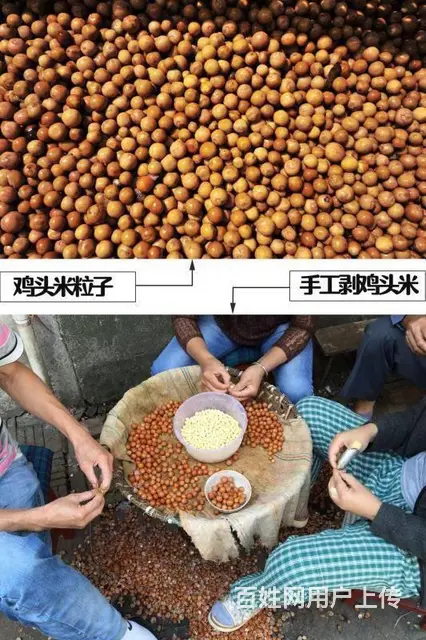 苏州鸡头米2023年新鲜手剥鸡头米农家自产自销 - 图片 4