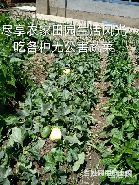 农村房屋月出租200 - 图片 12