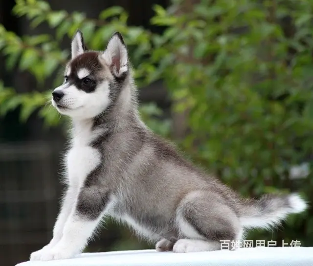 吕梁哪里有卖拉布拉多犬，拉布拉多市场价格 - 图片 9