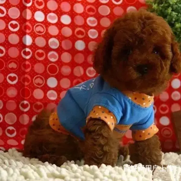 出售泰迪,泰迪幼犬,超小卡哇伊泰迪犬,包纯种签协议 - 图片 7
