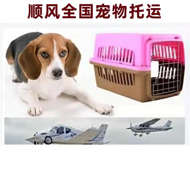 2022新消息常州市到全国）宠物托运（猫狗）邮寄快递（宠物活 - 图片 7