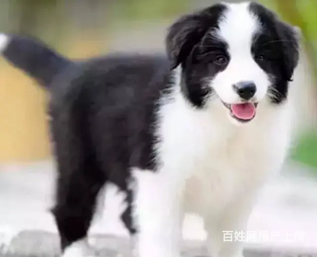 承德边牧怎么卖 家养边牧 疫苗齐全 - 图片 3