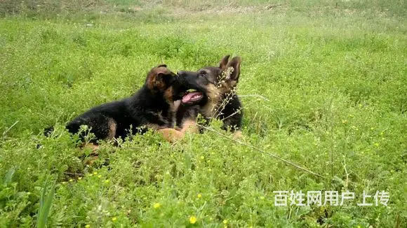 威海哪里有卖德牧的 可训练性强 可看父母 包纯种健康 - 图片 3
