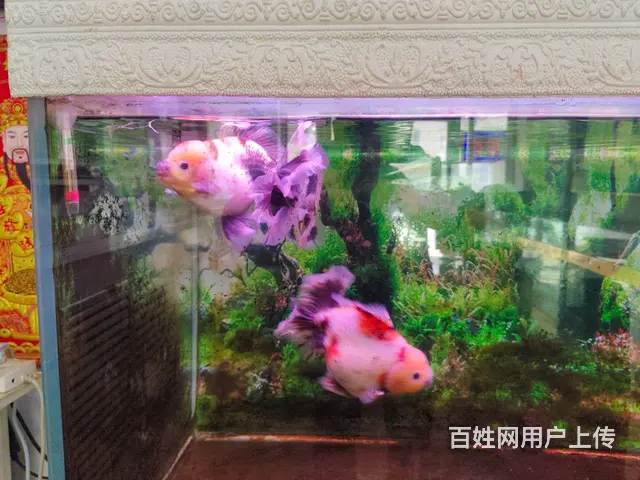 泰狮 - 图片 1