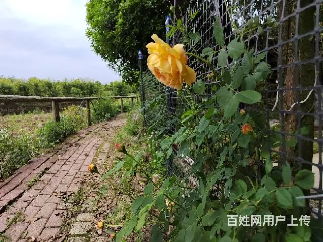 毗邻水库五亩庄园出租 - 图片 1